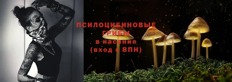 OMG ссылки  Черемхово  Псилоцибиновые грибы Psilocybine cubensis 